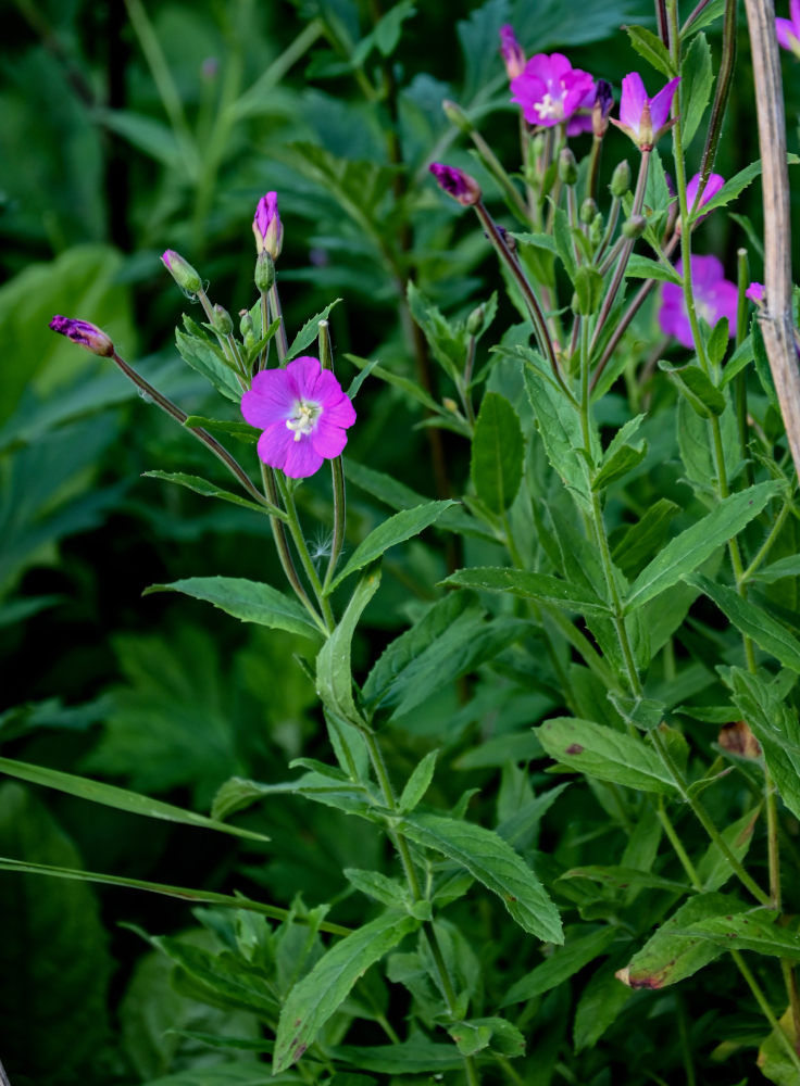 Изображение особи Epilobium hirsutum.