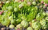 Смотреть изображение Jovibarba globifera