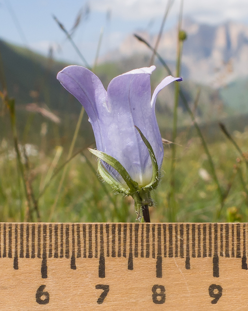 Изображение особи Campanula ciliata.