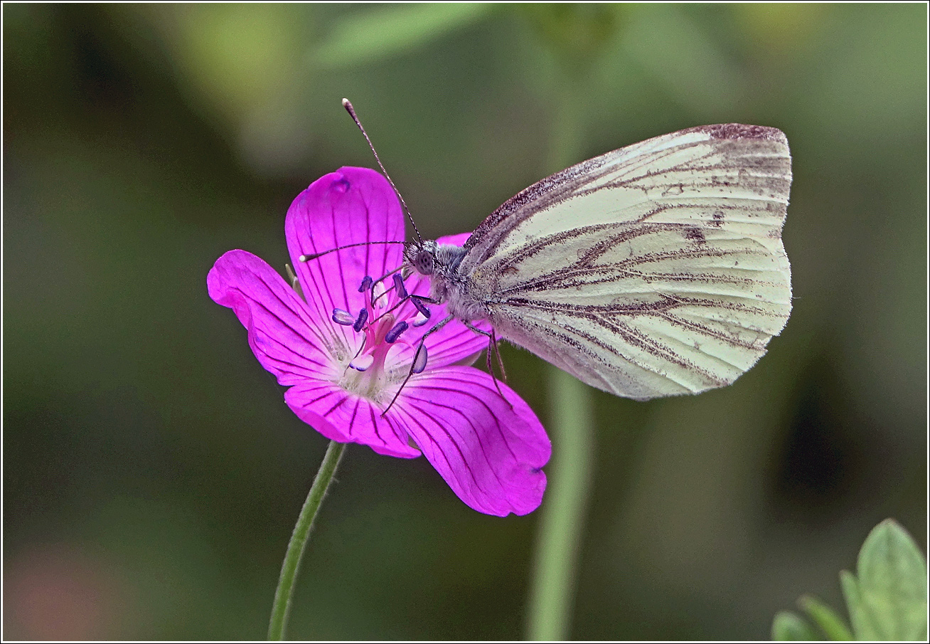 Image of Geranium palustre specimen.