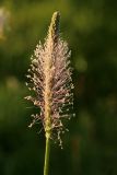 Plantago media
