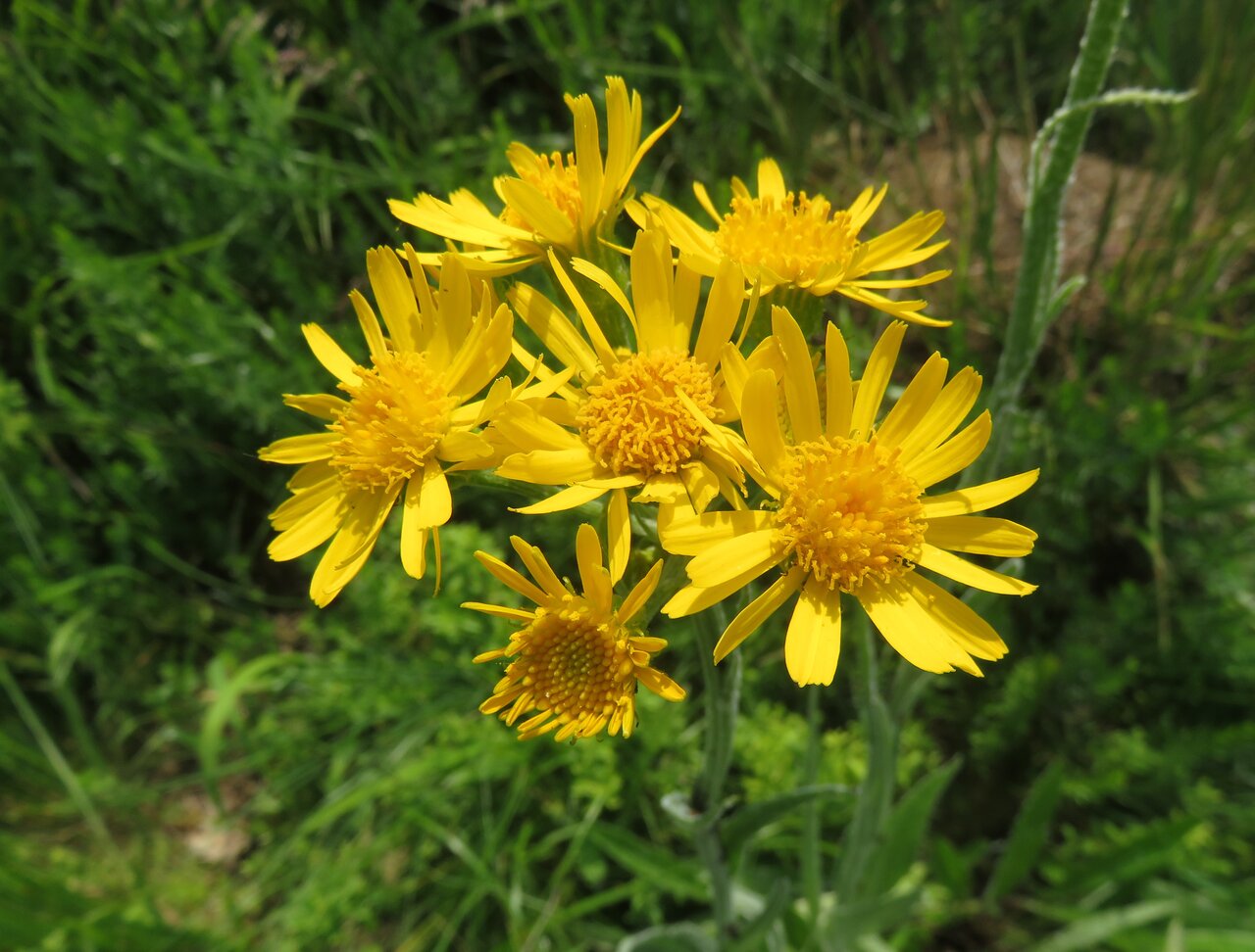 Image of Tephroseris papposa specimen.