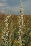 Artemisia pontica. Верхушки плодоносящих растений. Ульяновская обл., Мелекесский р-н, окр. пос. Верх. Мелекесс, дол. р. М. Авраль, остепнённый луг с участками засоления. 16.09.2023.