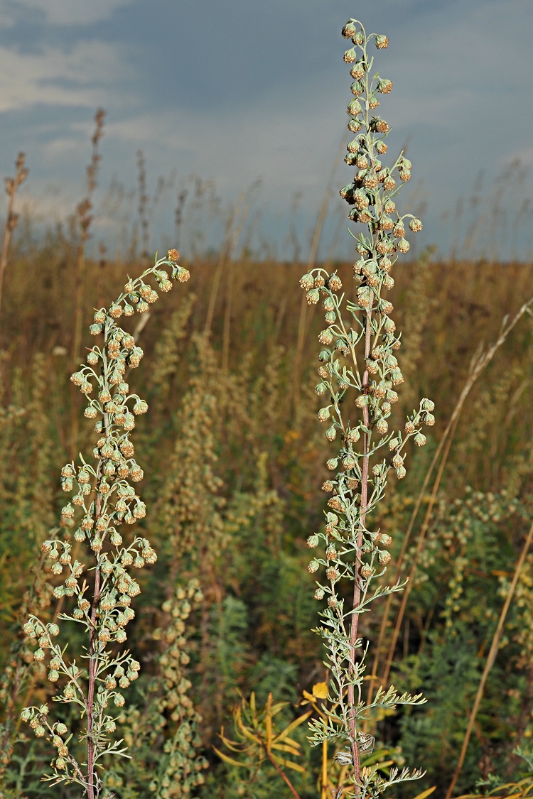 Изображение особи Artemisia pontica.