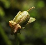 Смотреть изображение Viola albida