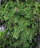 View full-size image Hypnum cupressiforme