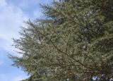 View full-size image genus Cedrus