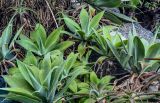 View full-size image Agave attenuata