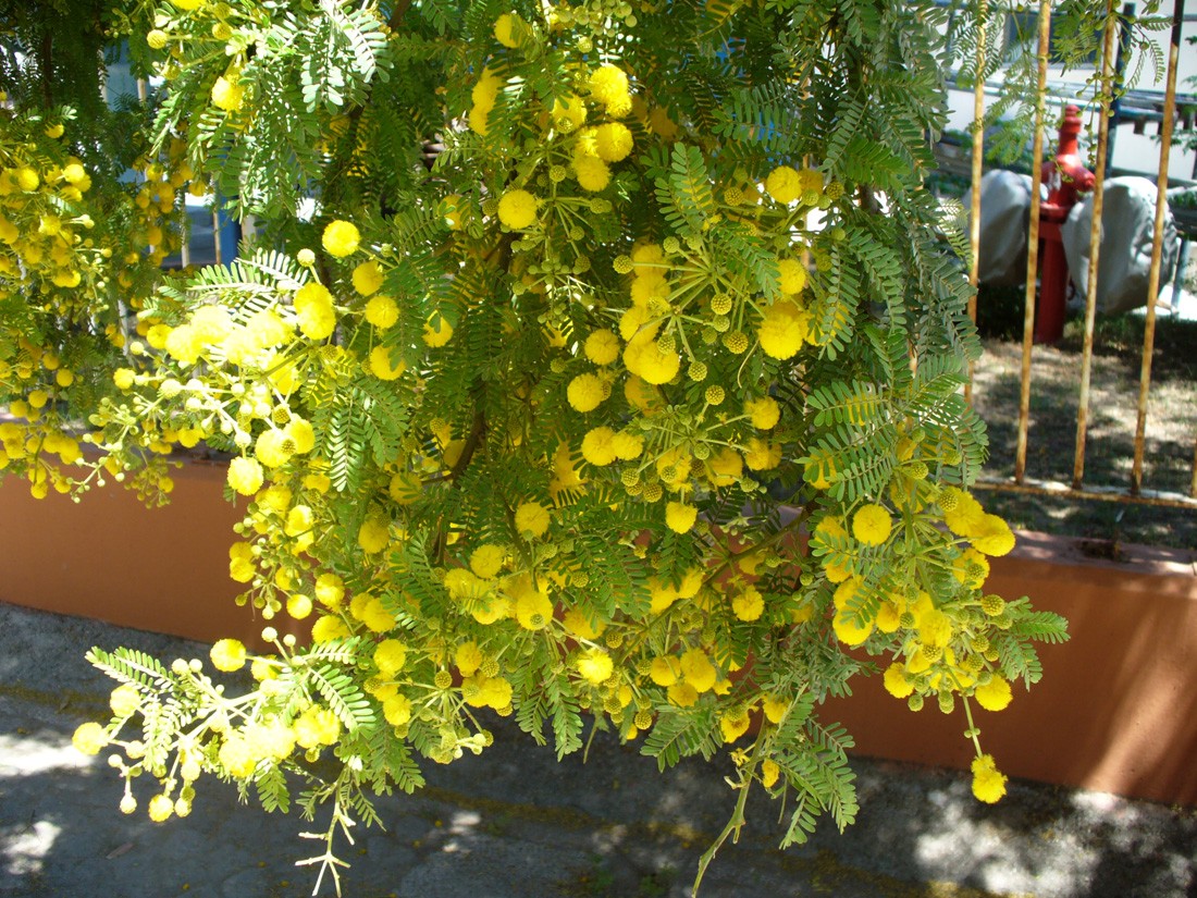 Изображение особи род Vachellia.