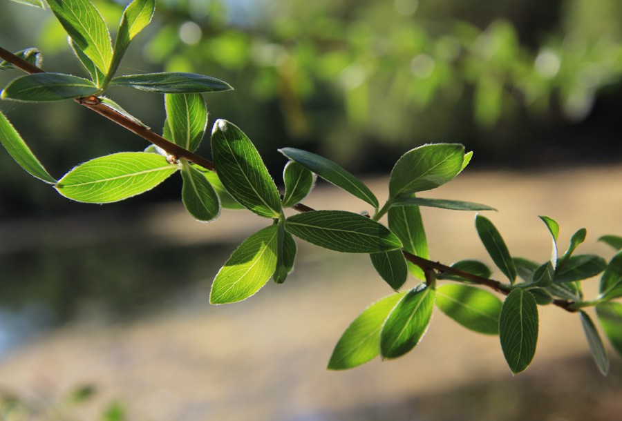 Image of Salix euxina specimen.