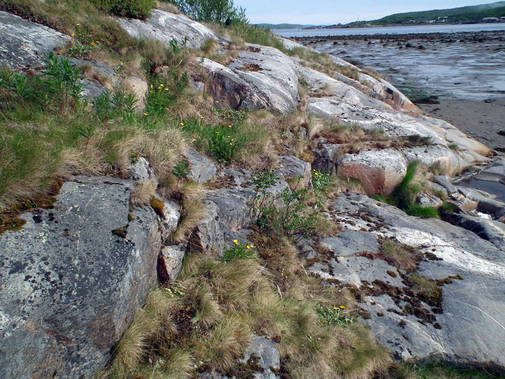 Image of genus Taraxacum specimen.