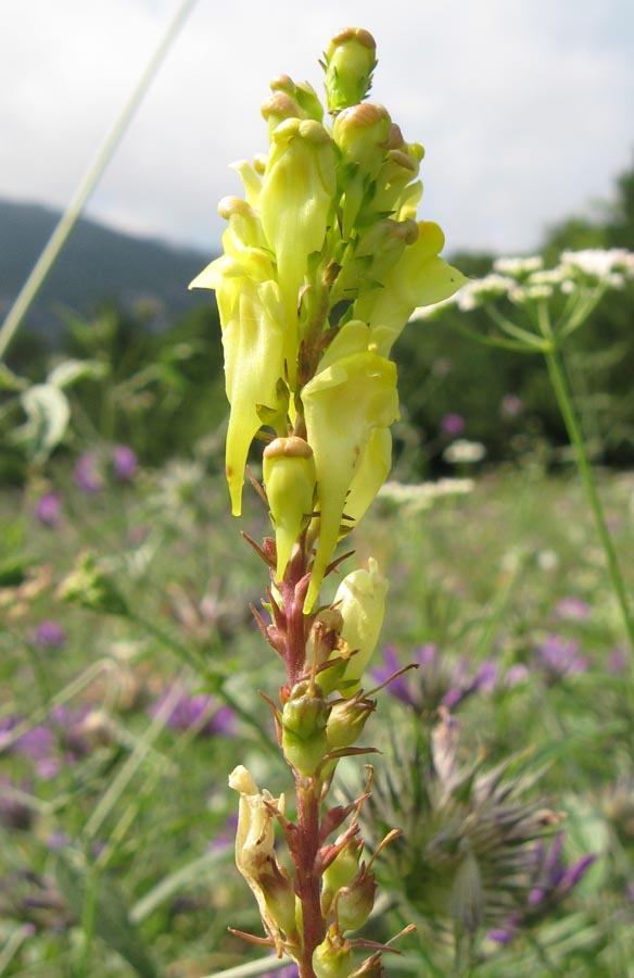 Изображение особи Linaria ruthenica.