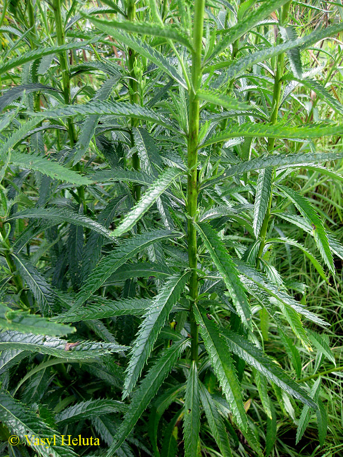 Image of Senecio paludosus specimen.