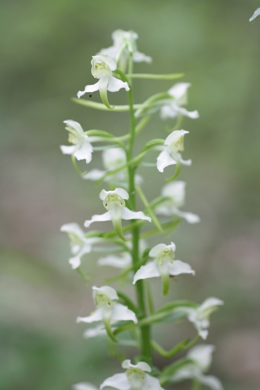 Image of Platanthera chlorantha specimen.