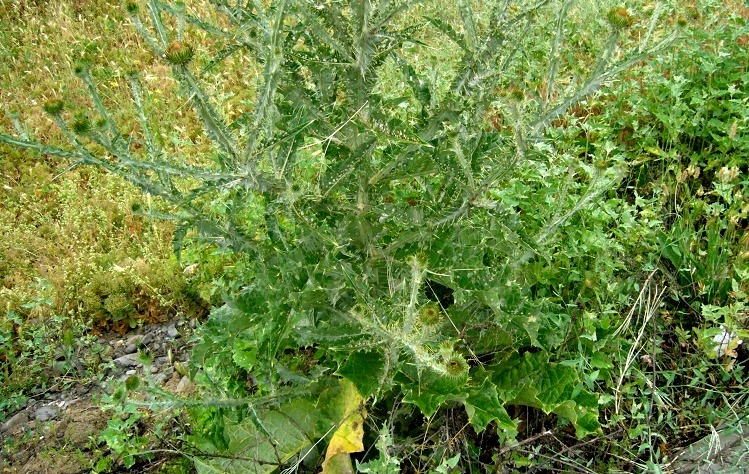 Image of Onopordum acanthium specimen.