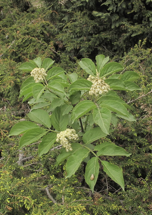 Изображение особи род Sambucus.