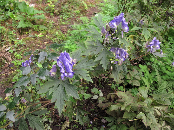 Image of genus Aconitum specimen.