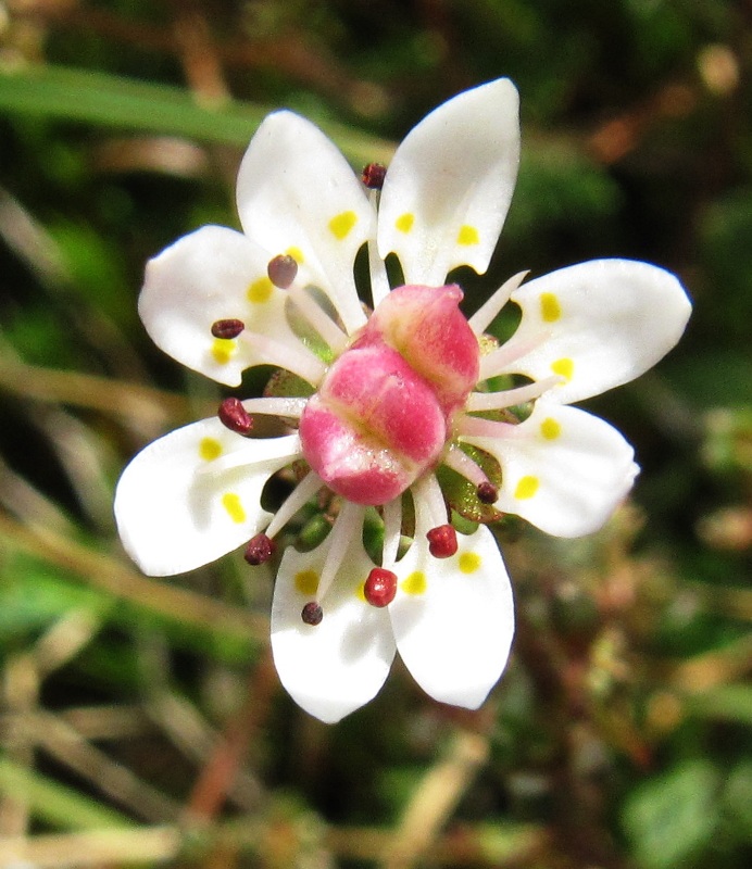 Image of Micranthes foliolosa specimen.