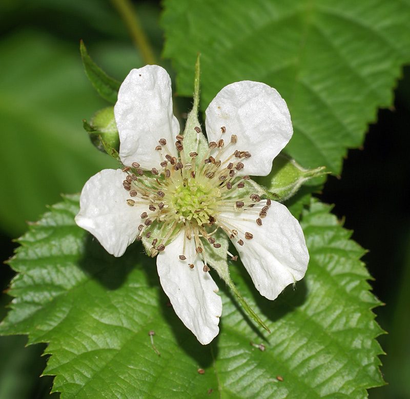 Image of Rubus nessensis specimen.