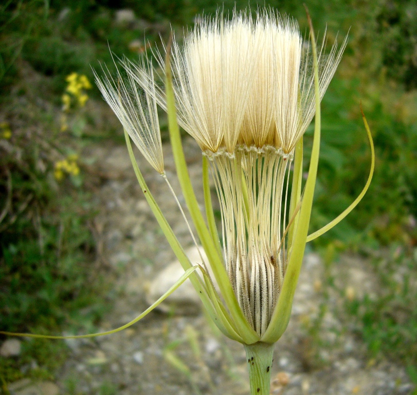 Image of Tragopogon krascheninnikovii specimen.