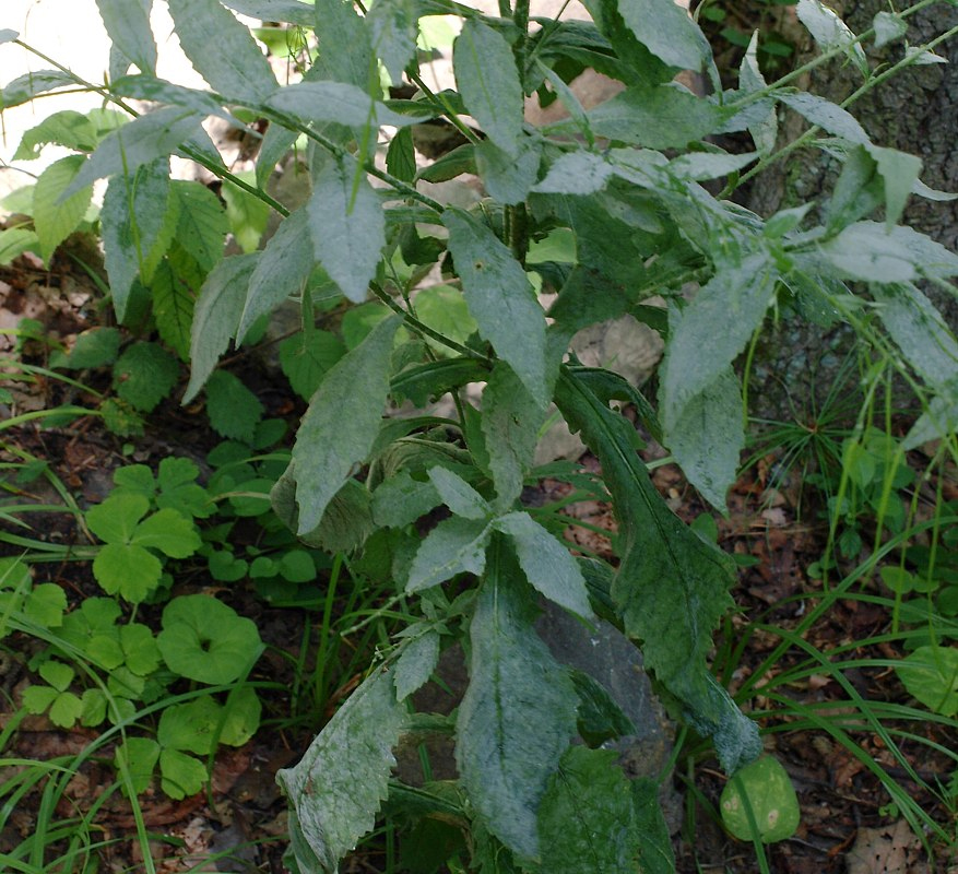 Image of Arabis pendula specimen.