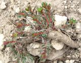 Euphorbia petrophila. Наземная часть корня с отрастающими побегами. Крым, Симферополь, Марьино, степной склон. 14 апреля 2012 г.