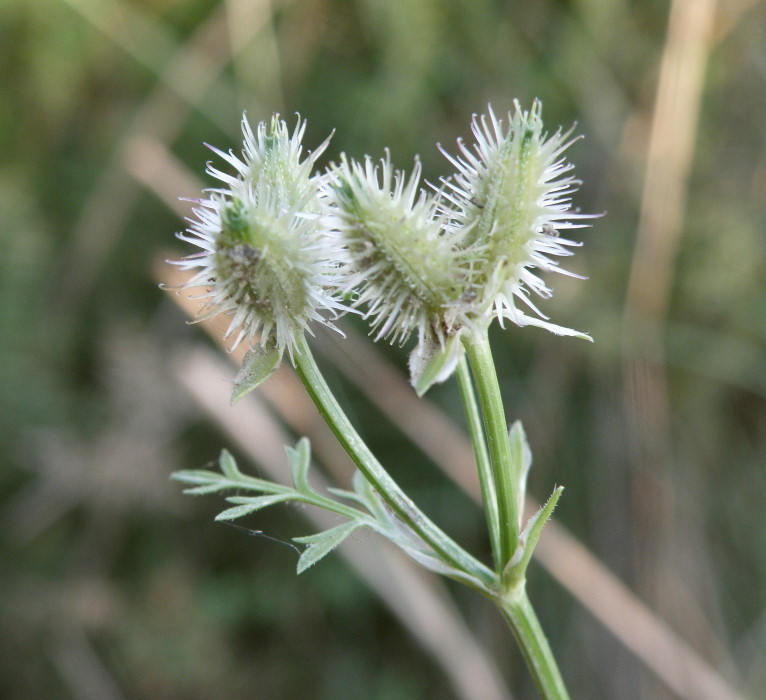 Image of Orlaya daucoides specimen.