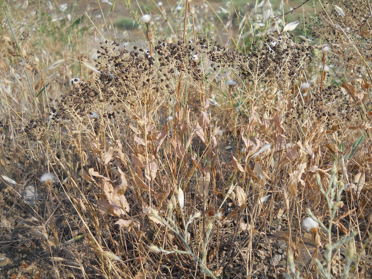 Image of Cardaria draba specimen.