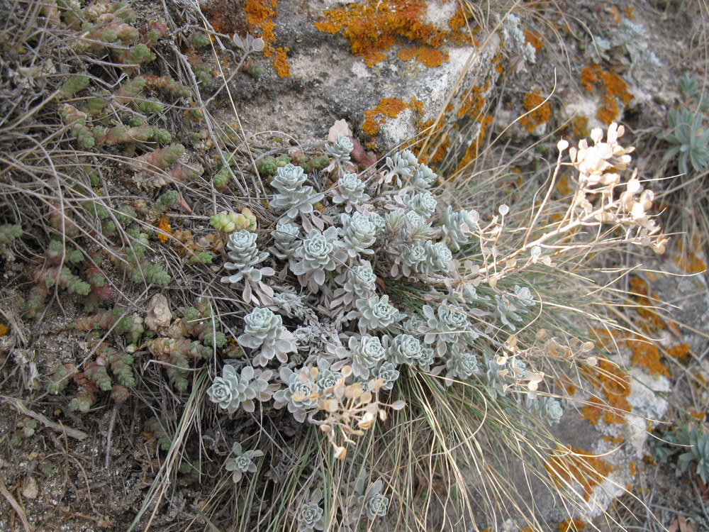 Image of Odontarrhena obtusifolia specimen.