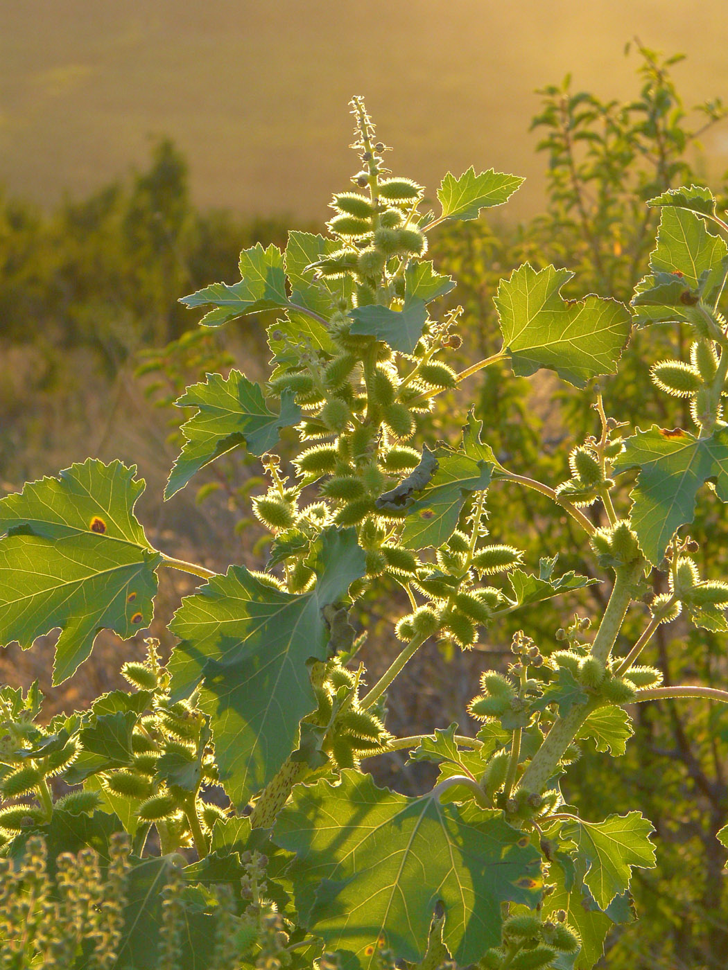 Image of Xanthium orientale specimen.