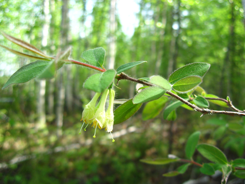 Изображение особи Lonicera pallasii.