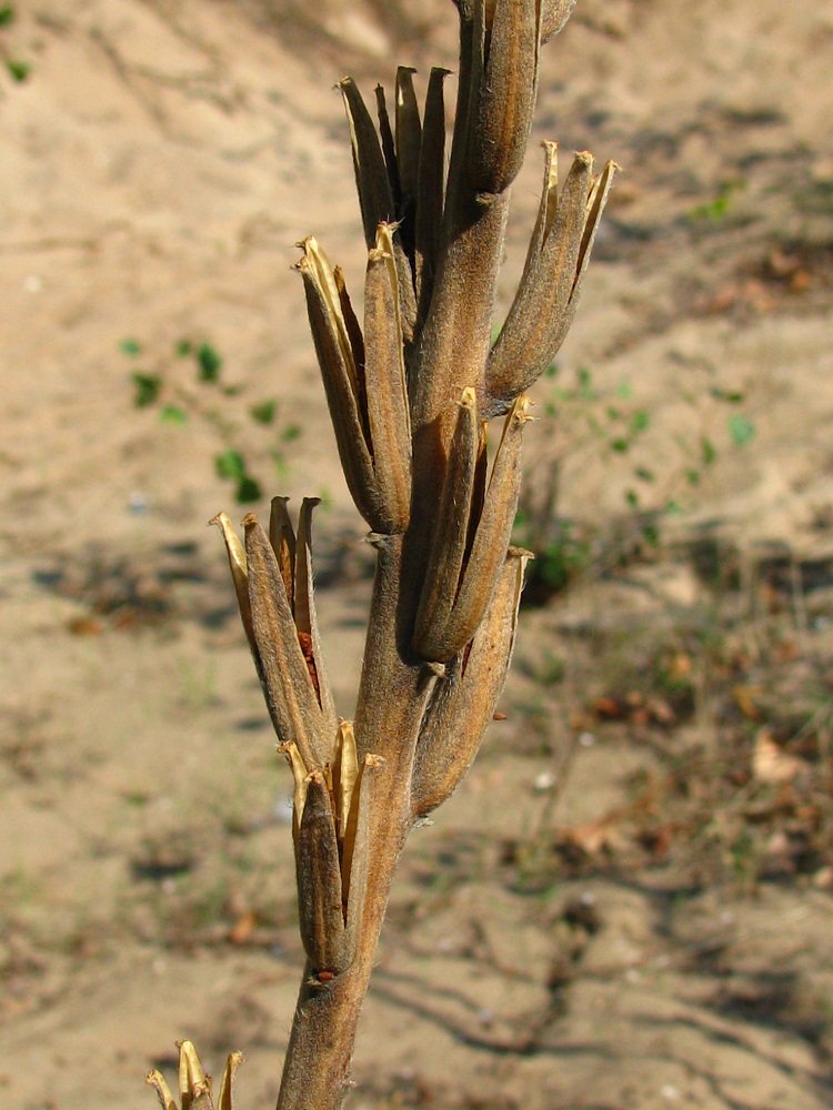 Изображение особи Oenothera villosa.