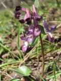 Corydalis solida. Соцветие. Украина, г. Запорожье, о-в Хортица, под деревьями. 21.03.2009.