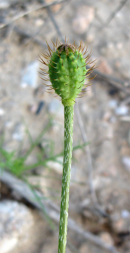 Image of Papaver hybridum specimen.