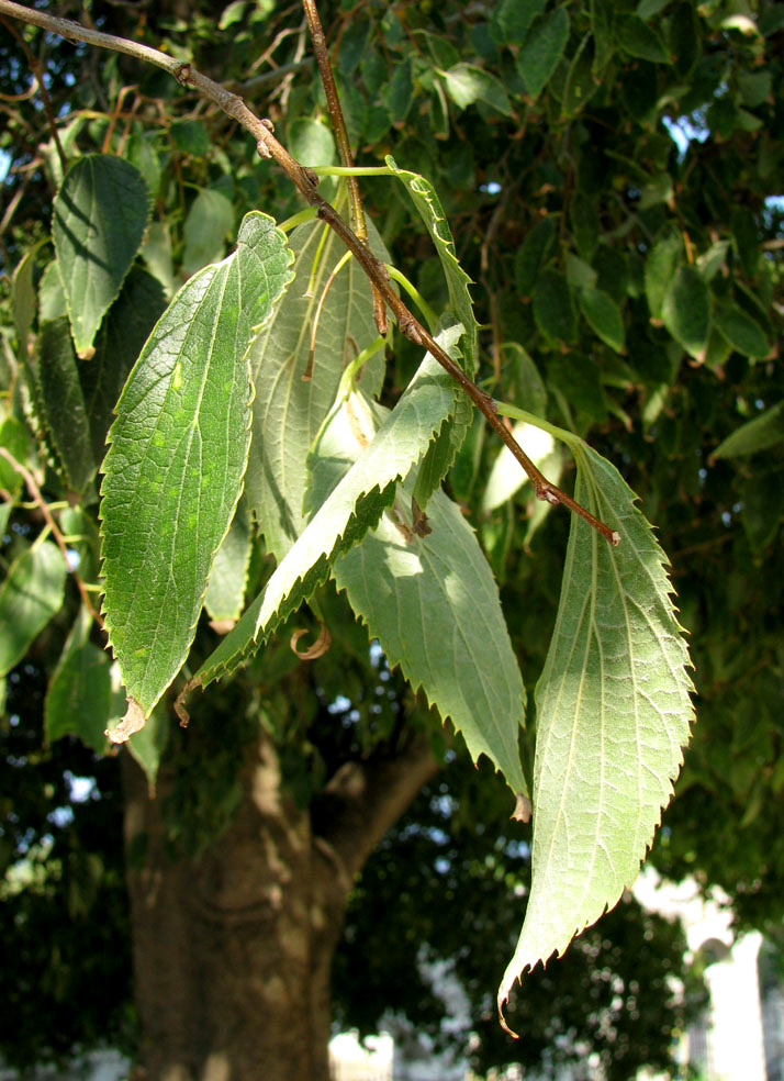 Image of genus Celtis specimen.