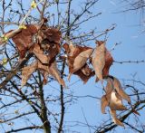 Lindera praecox. Верхушка веточки с прошлогодними листьями. Германия, г. Krefeld, ботанический сад. 07.04.2013.