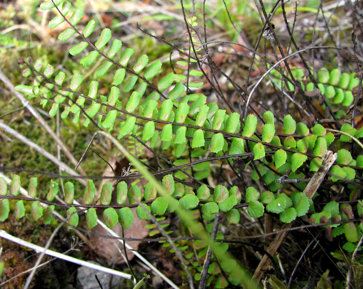 Image of Asplenium trichomanes specimen.