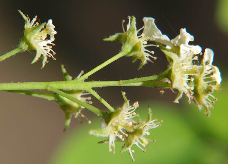 Image of Amelanchier spicata specimen.