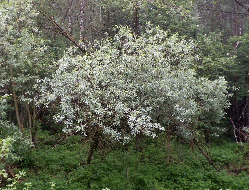 Изображение особи Salix gmelinii.