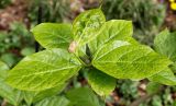 Calycanthus chinensis. Верхушка побега с бутоном. Германия, г. Krefeld, Ботанический сад. 11.05.2013.