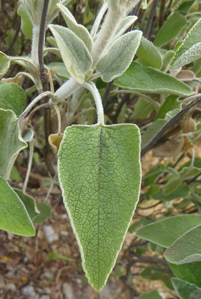 Изображение особи Phlomis fruticosa.