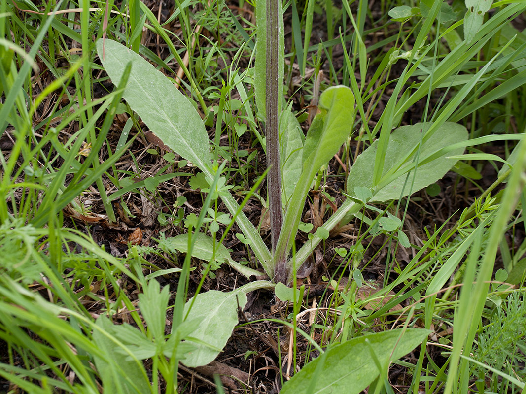 Изображение особи Tephroseris integrifolia.