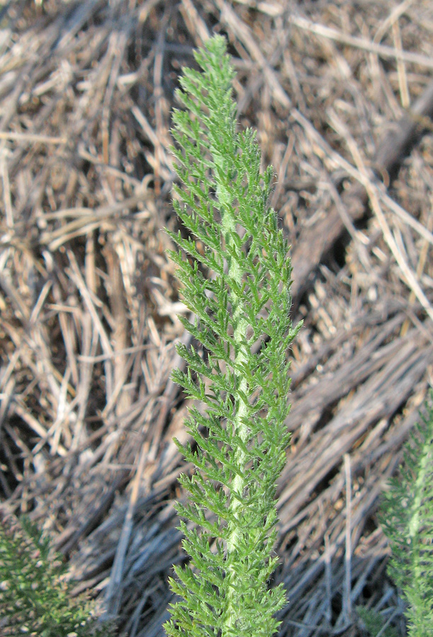 Изображение особи род Achillea.