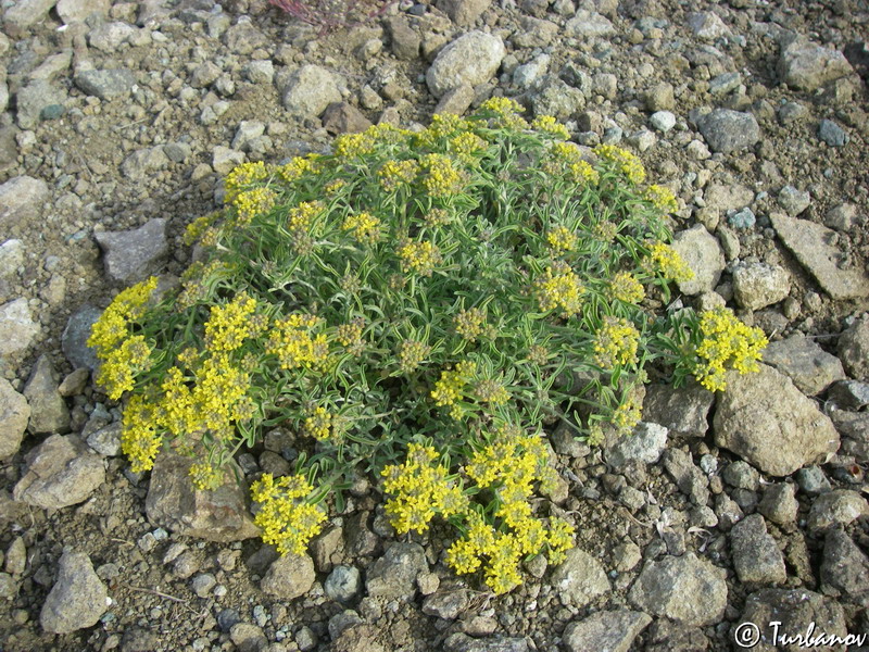 Image of Odontarrhena tortuosa specimen.