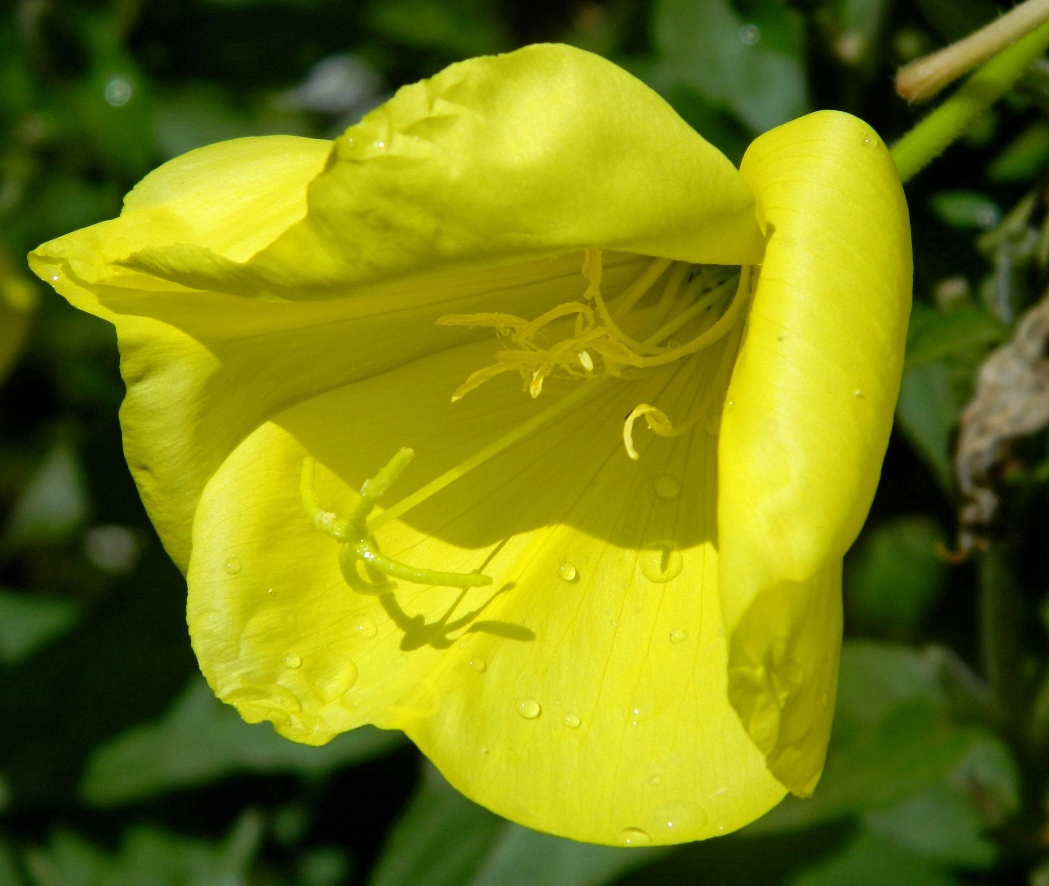 Image of Oenothera glazioviana specimen.