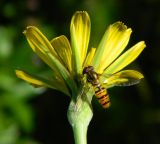 Tragopogon pratensis. Соцветие (вид со стороны обертки) с сидящей мухой-журчалкой. Подмосковье, окр. г. Одинцово, опушка леса. Август 2013 г.