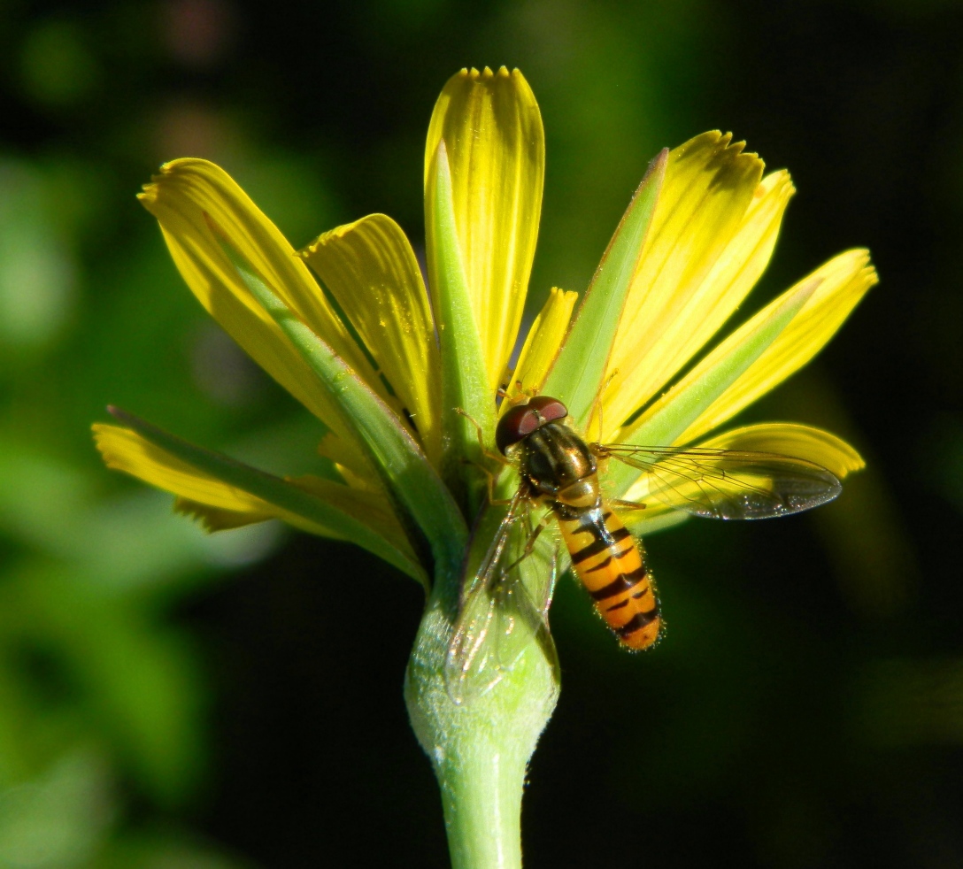 Изображение особи Tragopogon pratensis.