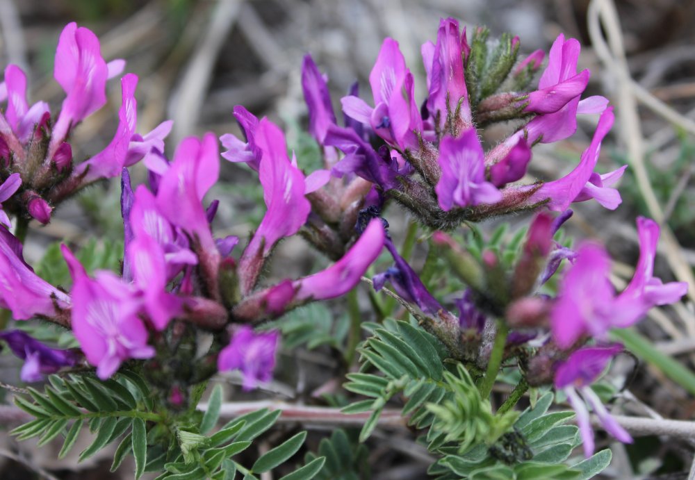 Image of Astragalus suffruticosus specimen.