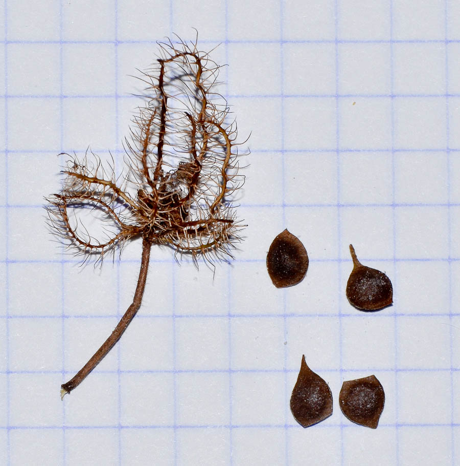 Image of Mimosa pudica specimen.