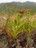 Inula ensifolia. Отцветшее растение. Краснодарский край, окр. г. Геленджик, прибрежная гора, каменистый склон. 24.08..2013.